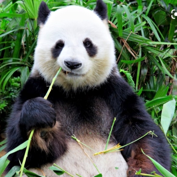 pandabear2341